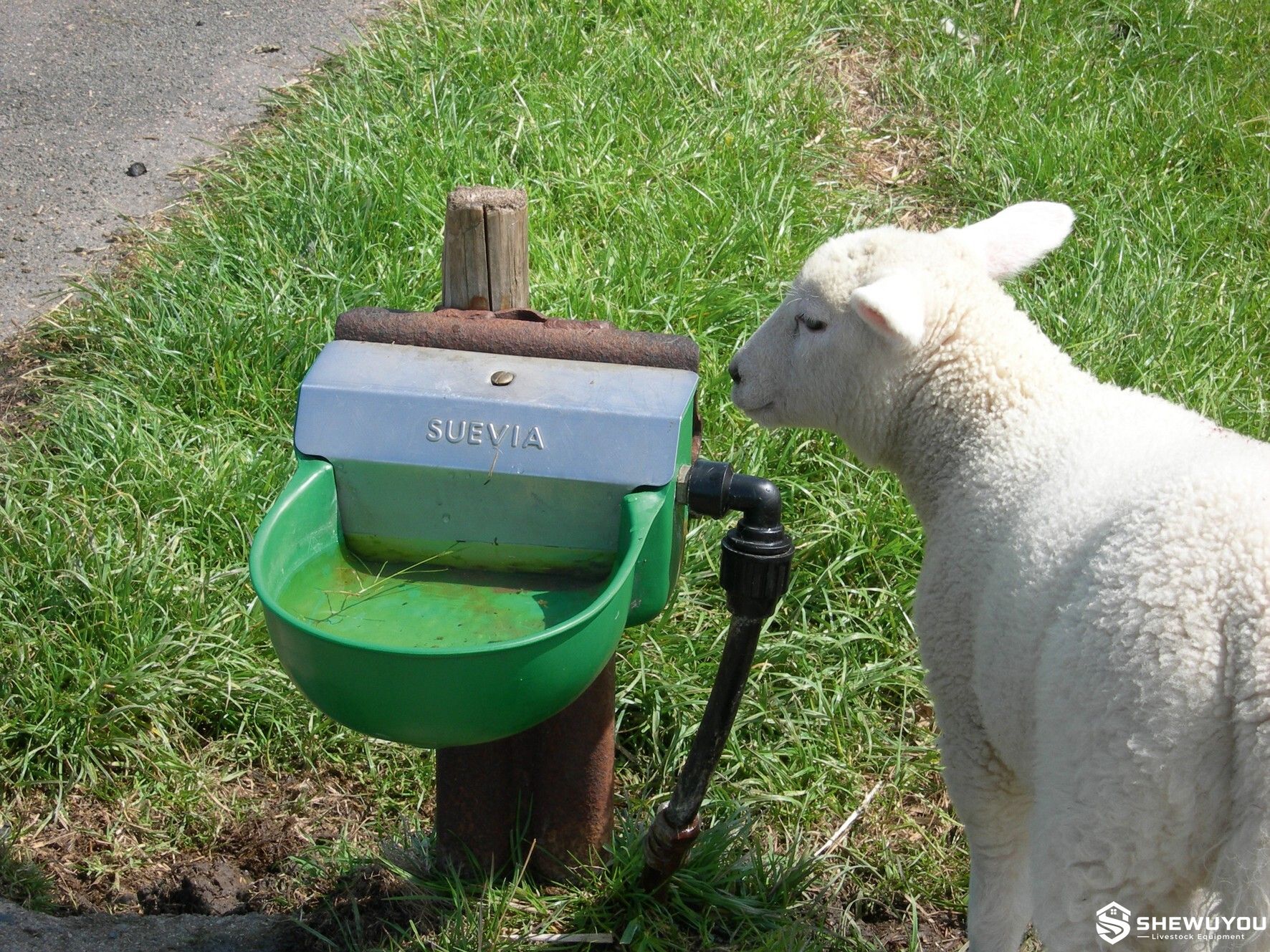 automatic sheep drinking bowl installed in pasture