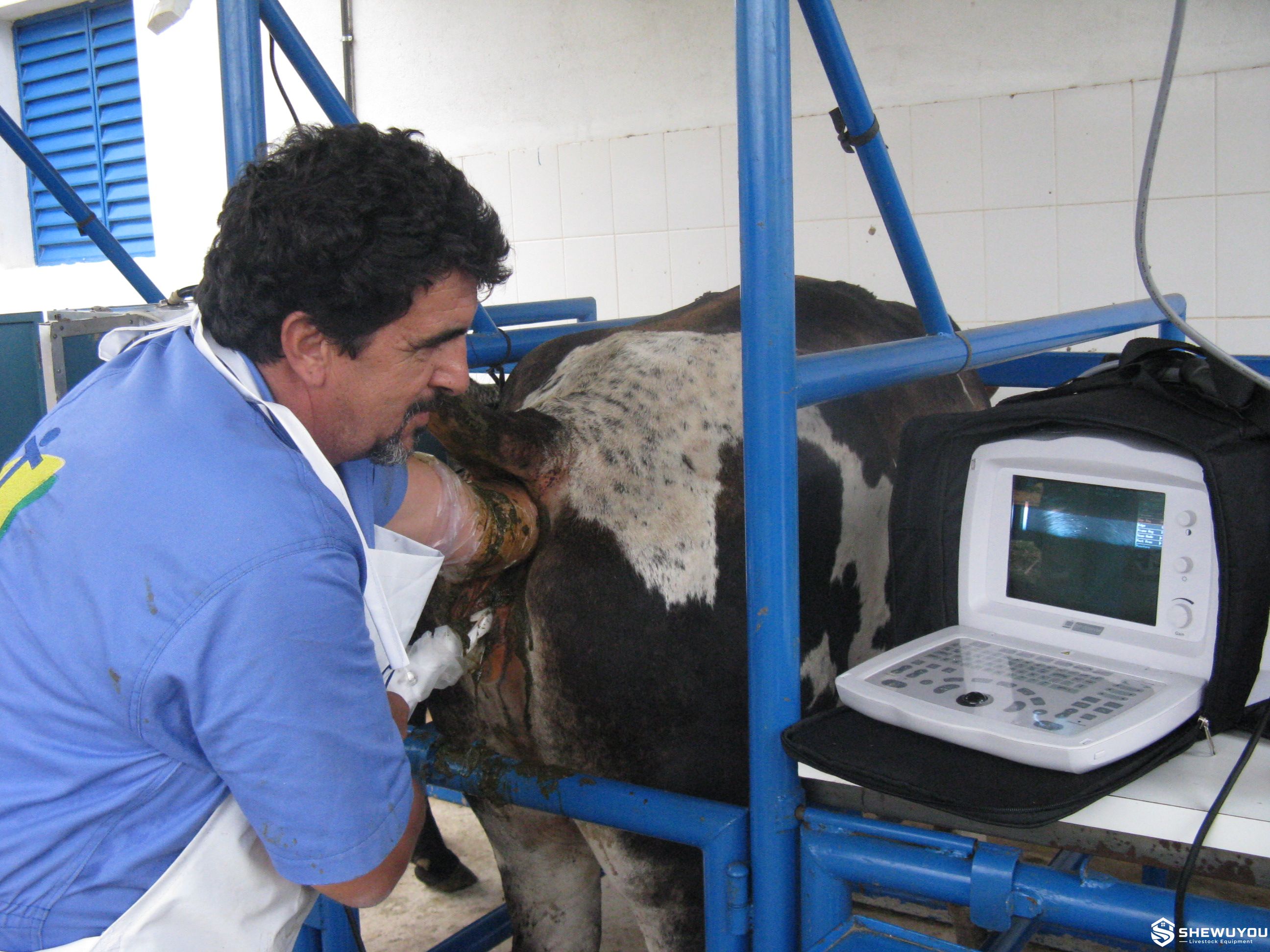 Cattle reproductive examination with ultrasound