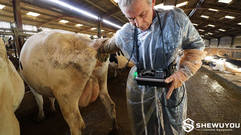 bovine pregnancy diagnosis ultrasound examination