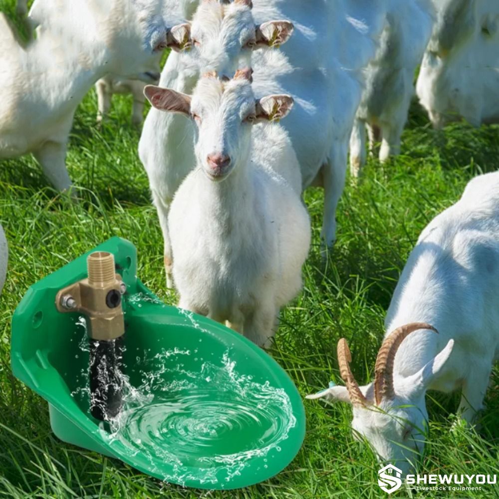 automatic livestock drinking bowl for goats in pasture