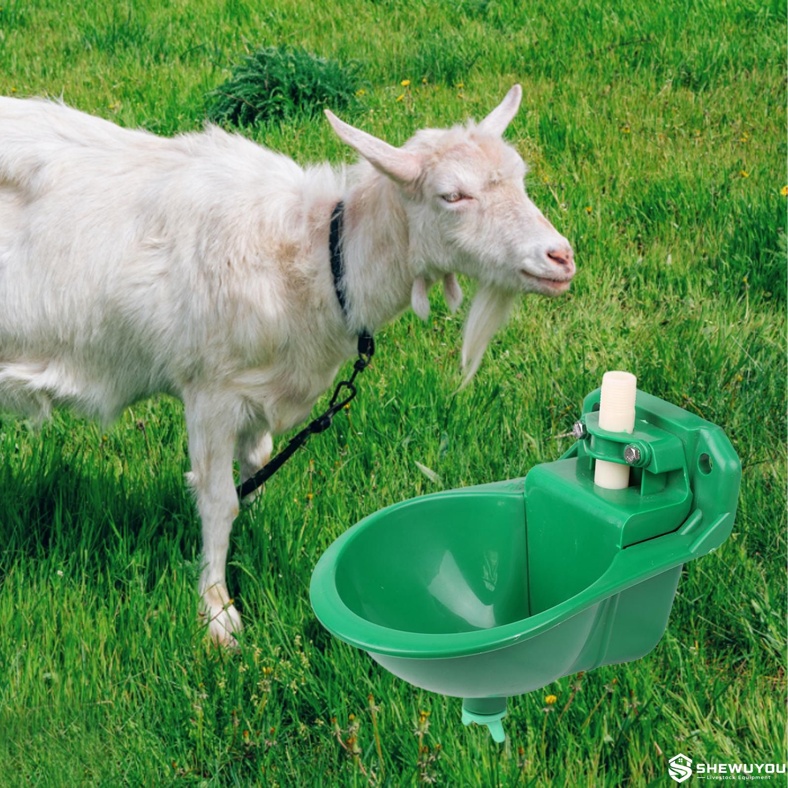 plastic goat waterer installed for livestock