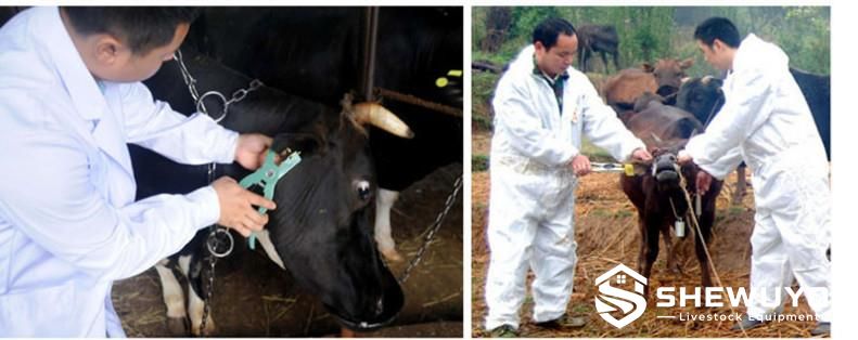 Cattle ear tag application for livestock identification