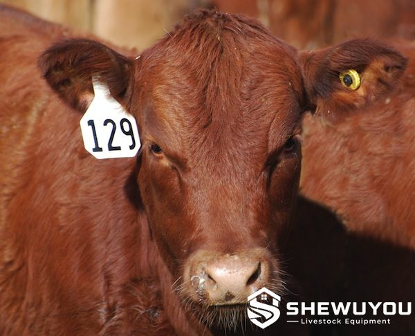 cattle herd with visual identification tags