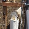 Underground Non-Electric Frost-Free Sheep Waterer