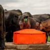Energy-Free Insulated Sheep Waterer