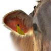 Smart Heat Detection Ear Tag