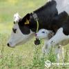 Cow Activity Monitoring System