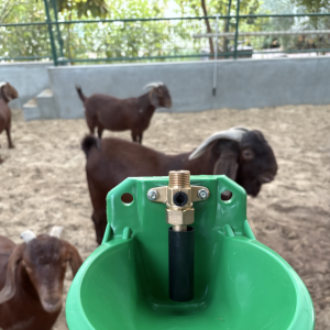 Wall Mounted Automatic Goat Drinking Bowl - SHEWUYOU Livestock Equipment