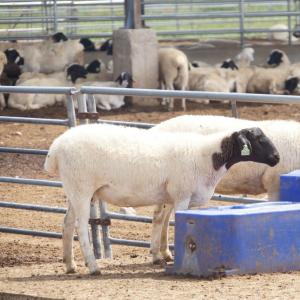 High-Flow Automatic Sheep Drinker for Large Flocks - SHEWUYOU Livestock Equipment