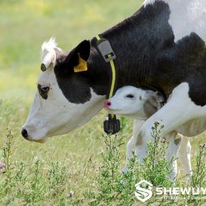 Cow Activity Monitoring System - SHEWUYOU Livestock Equipment