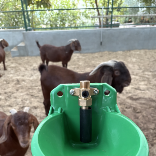 Wall Mounted Automatic Goat Drinking Bowl - SHEWUYOU Livestock Equipment