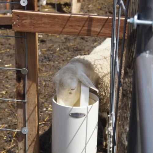 Underground Non-Electric Frost-Free Sheep Waterer - SHEWUYOU Livestock Equipment