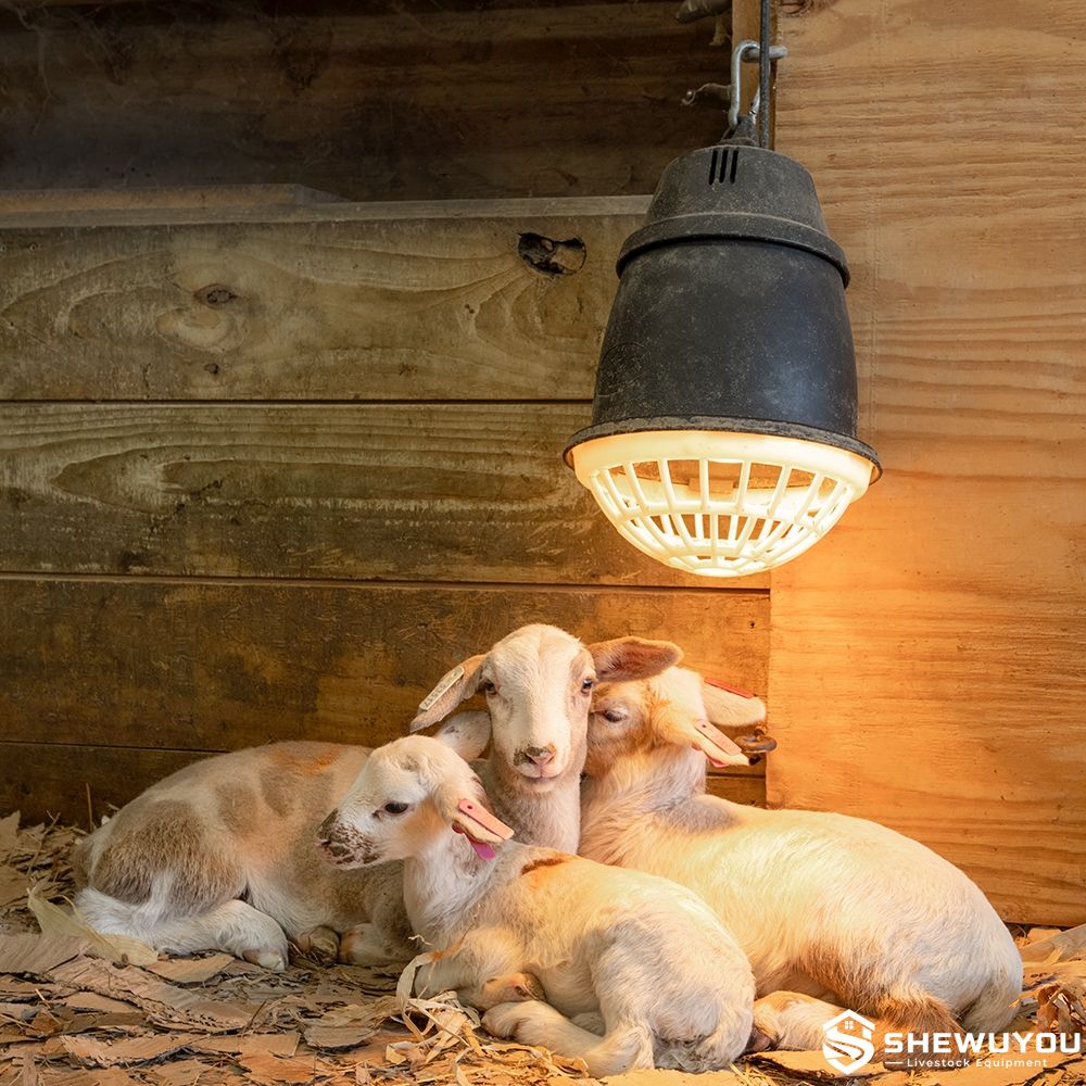 infrared heat lamp for newborn lambs