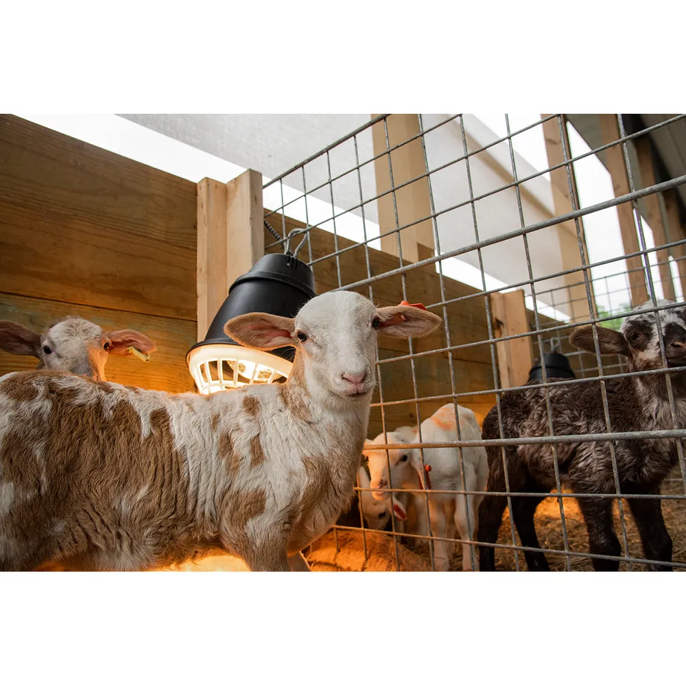 lambs warmed by livestock heat lamp