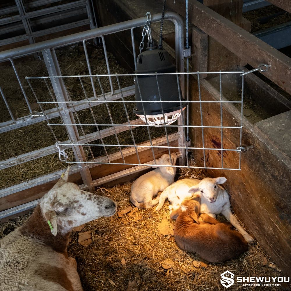 lamb heat lamp safety guard installed in lambing pen