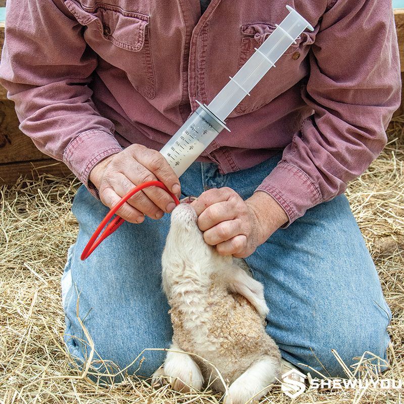 newborn lamb being fed with stomach tube