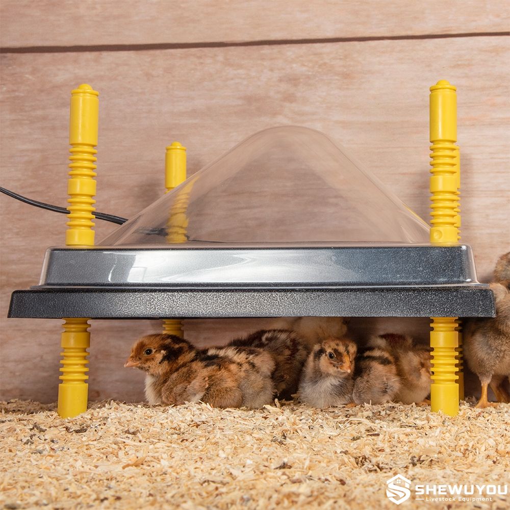 electric brooder heating plate with chicks