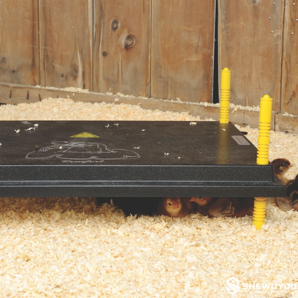 large chick heating plate in brooder
