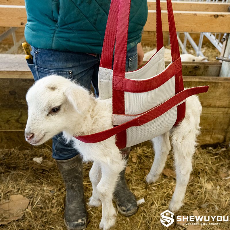 newborn lamb fitted with weighing sling