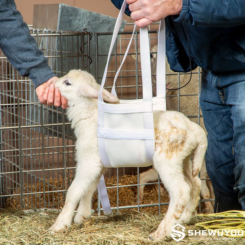 young lamb supported in livestock weighing sling