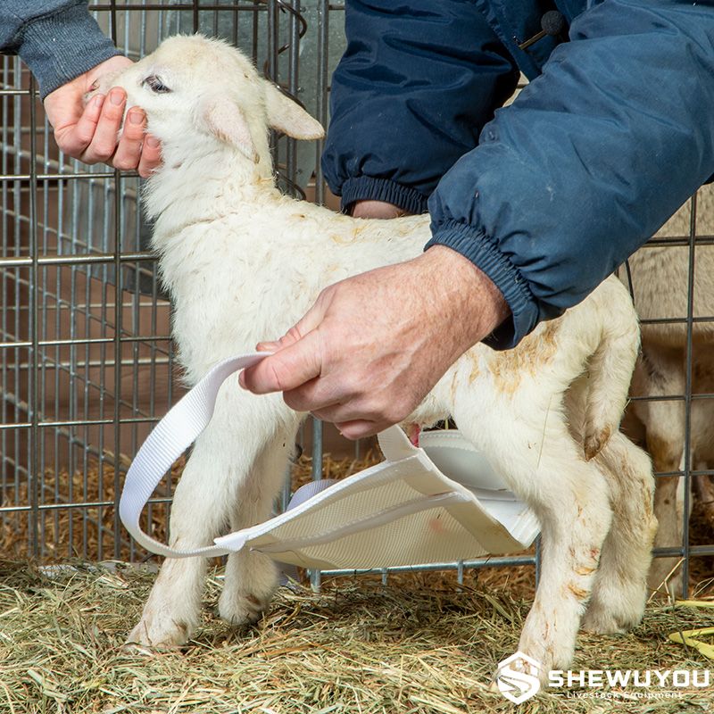 lamb weighing sling installation around belly