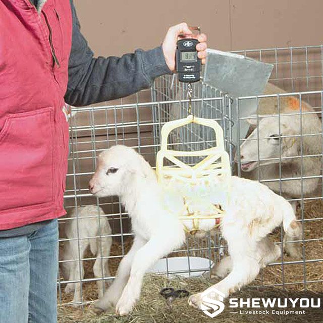 newborn lamb weighing cradle connected to hanging scale