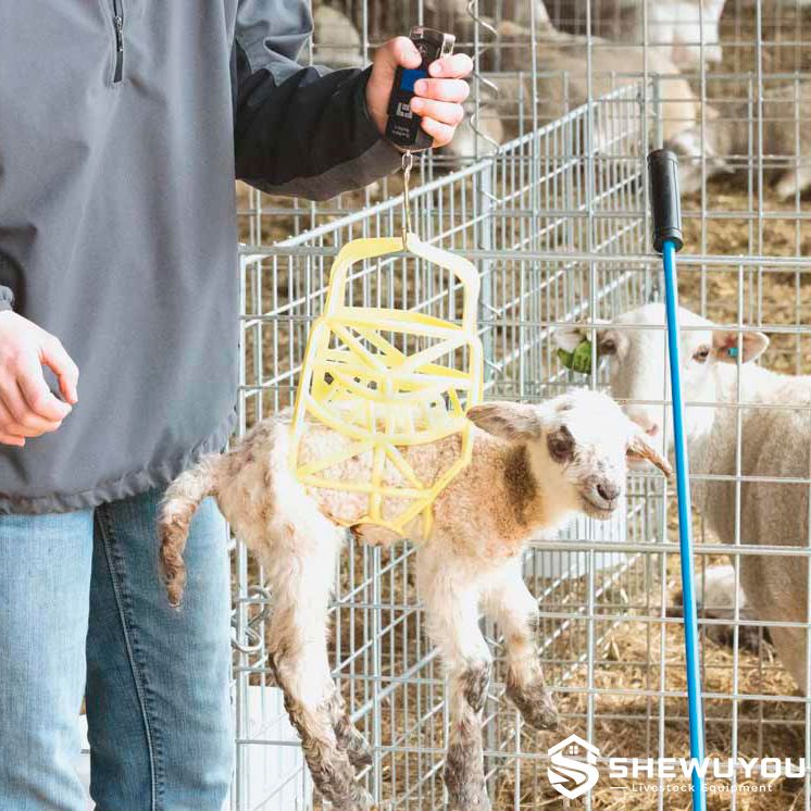 newborn lamb being weighed in plastic carrying cradle