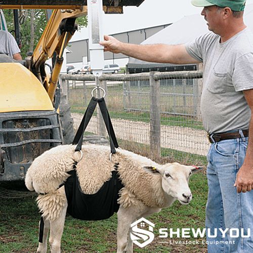 sheep weighing sling used with hanging scale