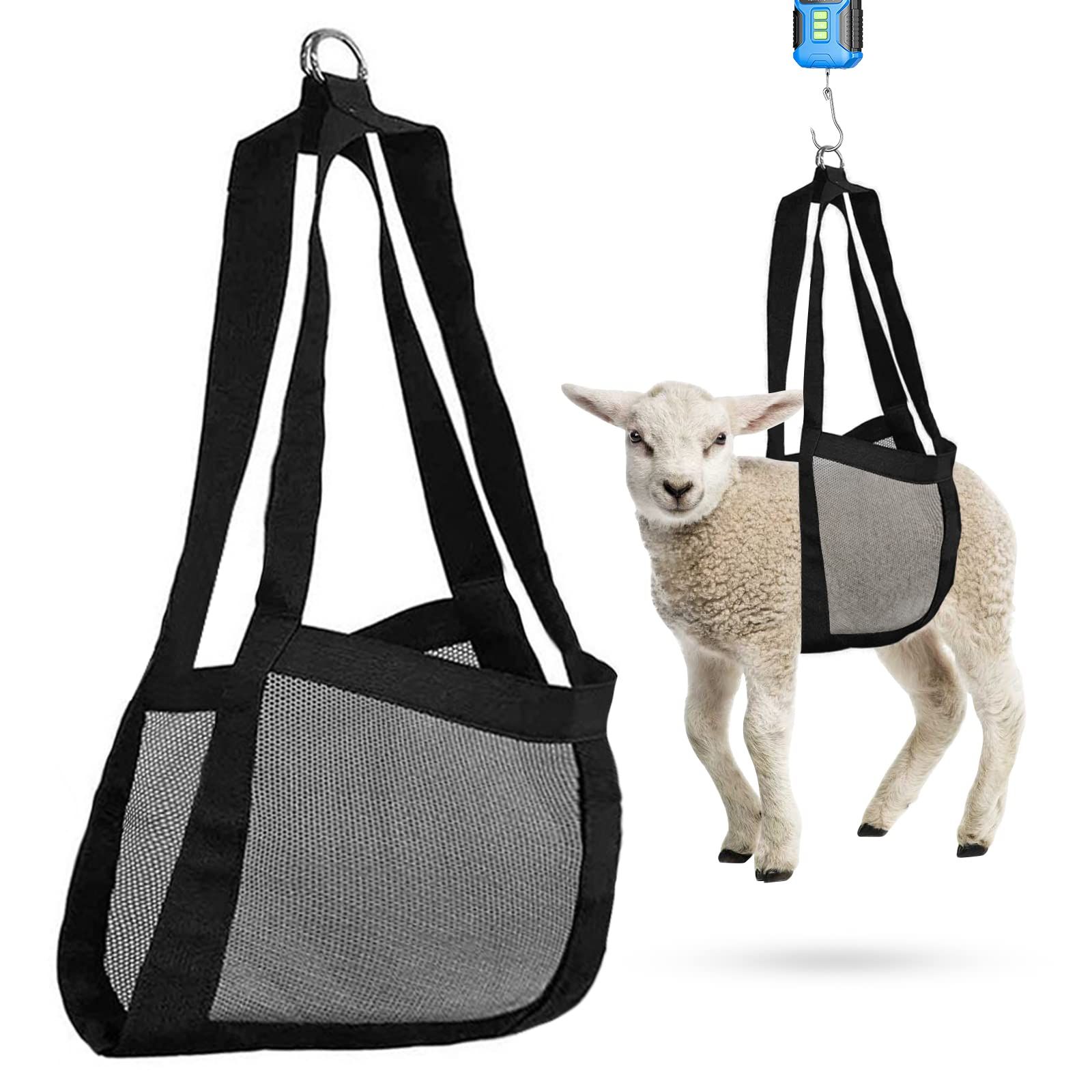 livestock weighing sling supporting a lamb
