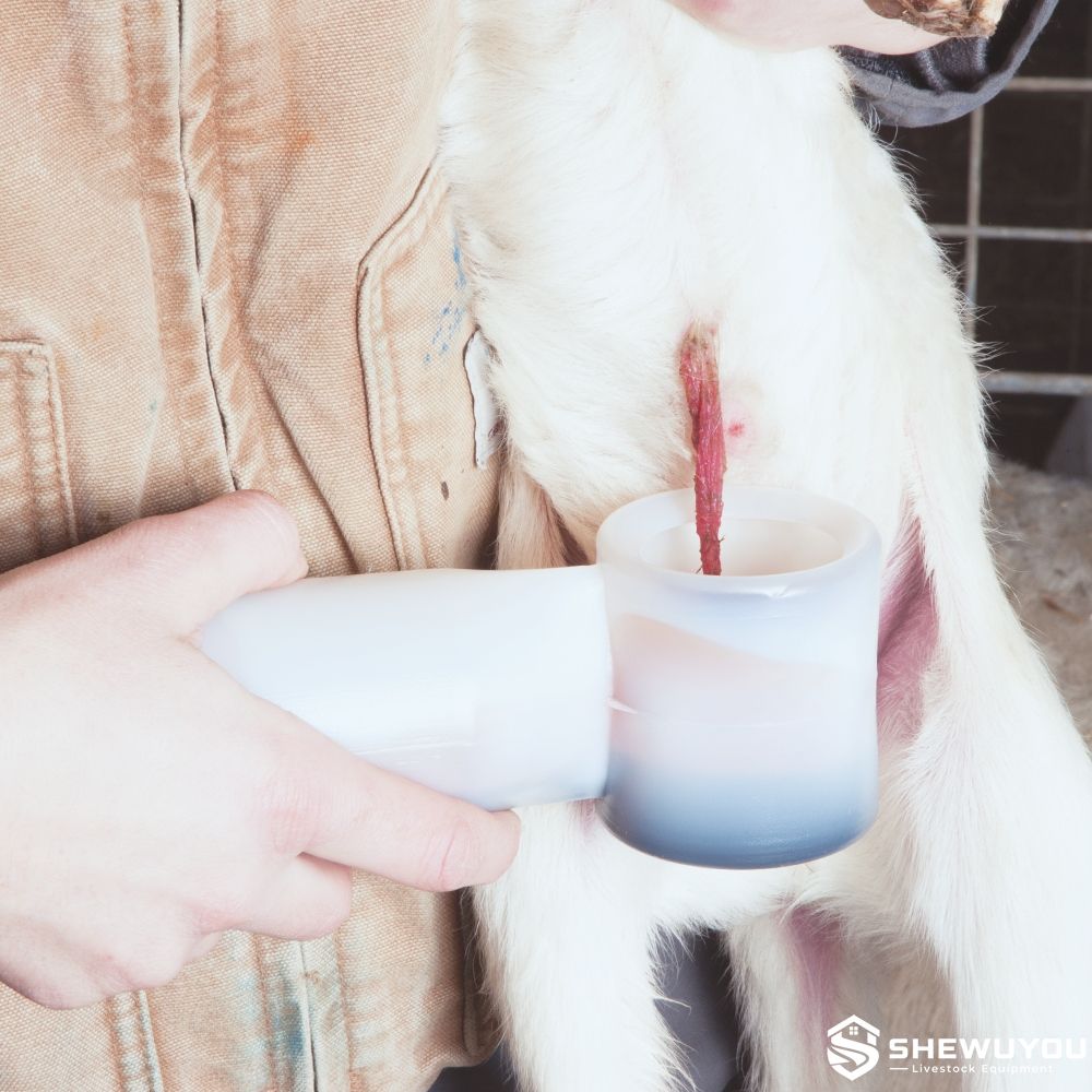 newborn lamb umbilical cord dipping treatment