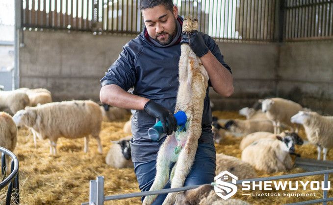 newborn lamb navel treatment application on sheep farm