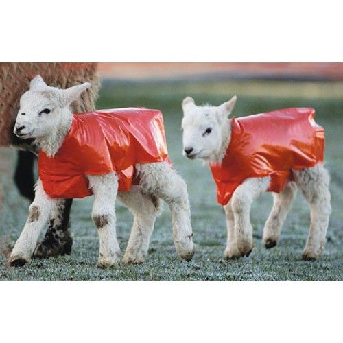 waterproof newborn lamb warming jacket