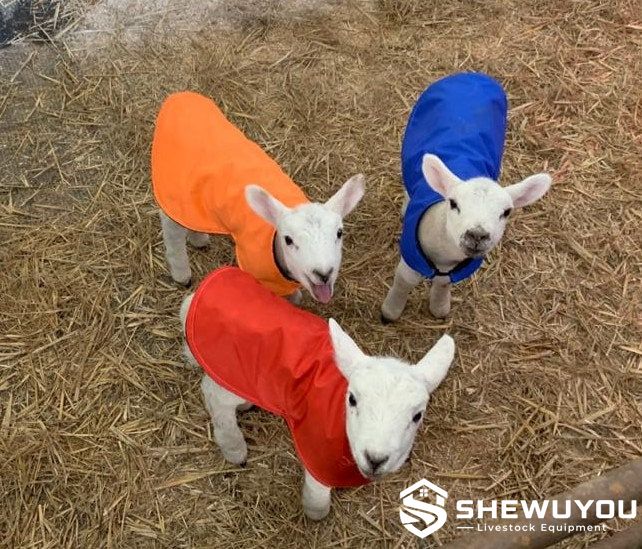 newborn lambs wearing waterproof warming jackets