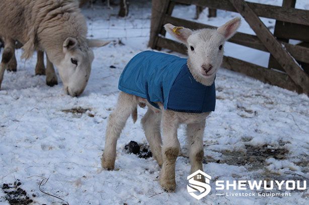 blue newborn lamb thermal jacket in winter