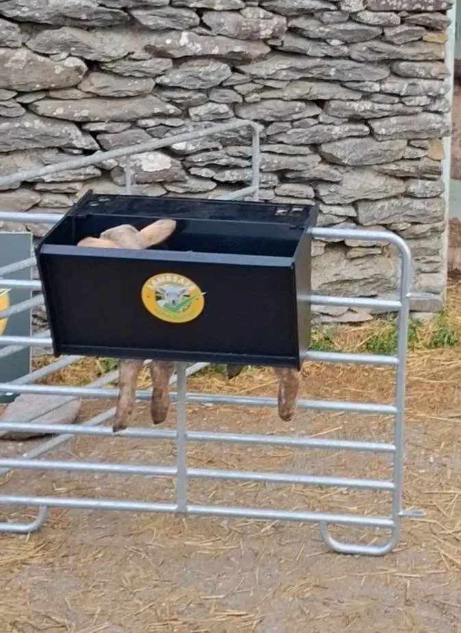 Newborn Lamb Care Restraint Station - SHEWUYOU Livestock Equipment