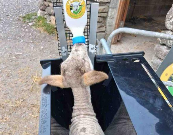 lamb bottle feeding in newborn lamb restraint station