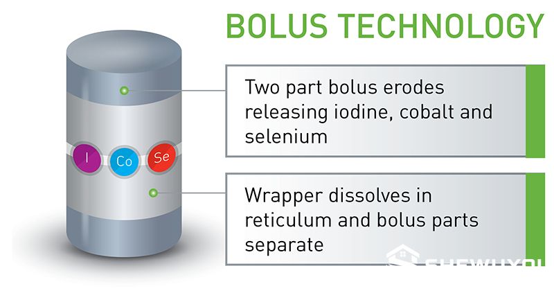 adult sheep bolus technology for compatible applicator