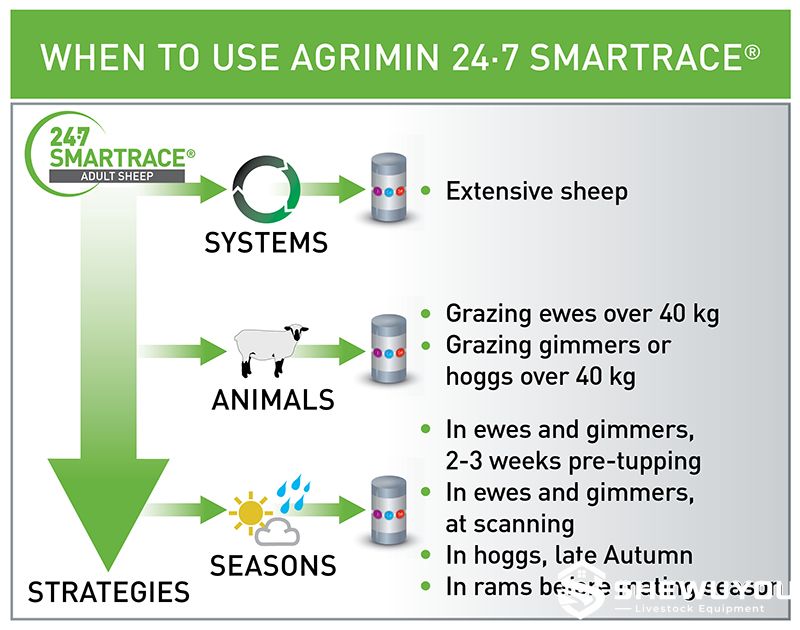 adult sheep bolus application program