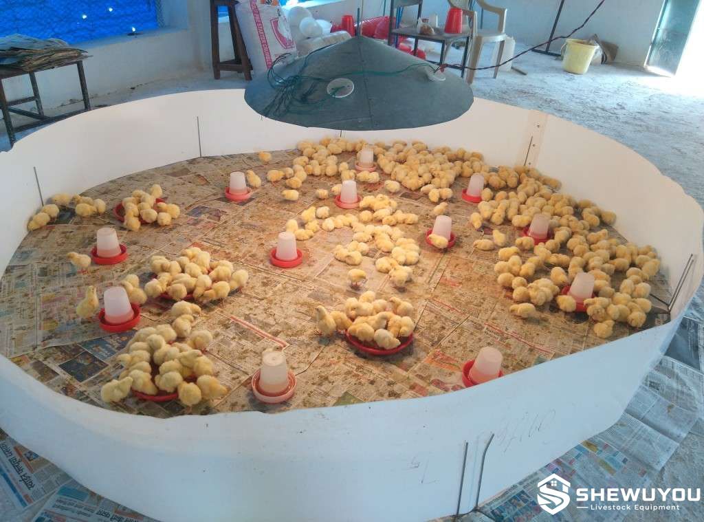 chick brooder enclosure with poultry heating system