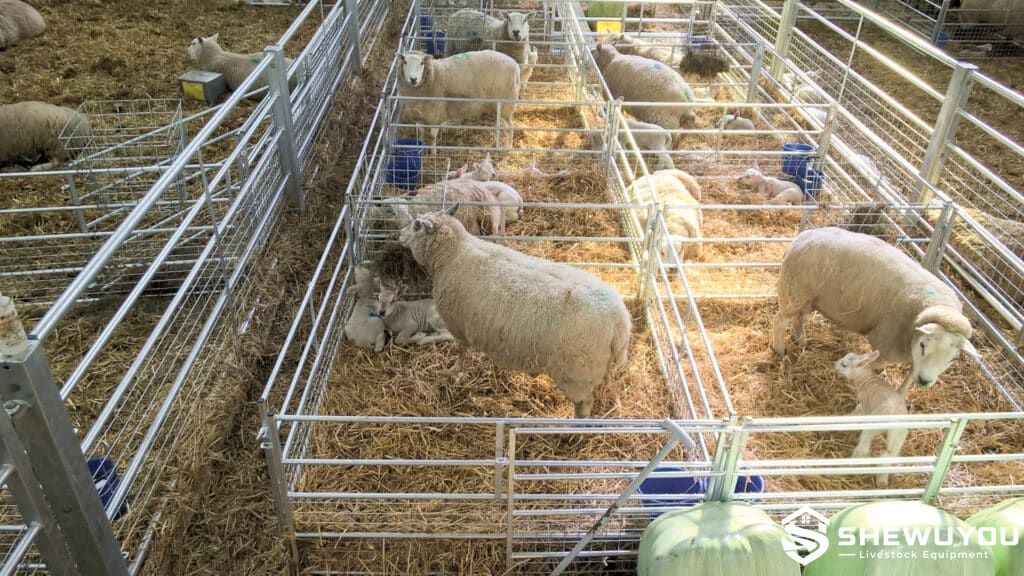 meshed lambing sheep panel installed in lambing pens