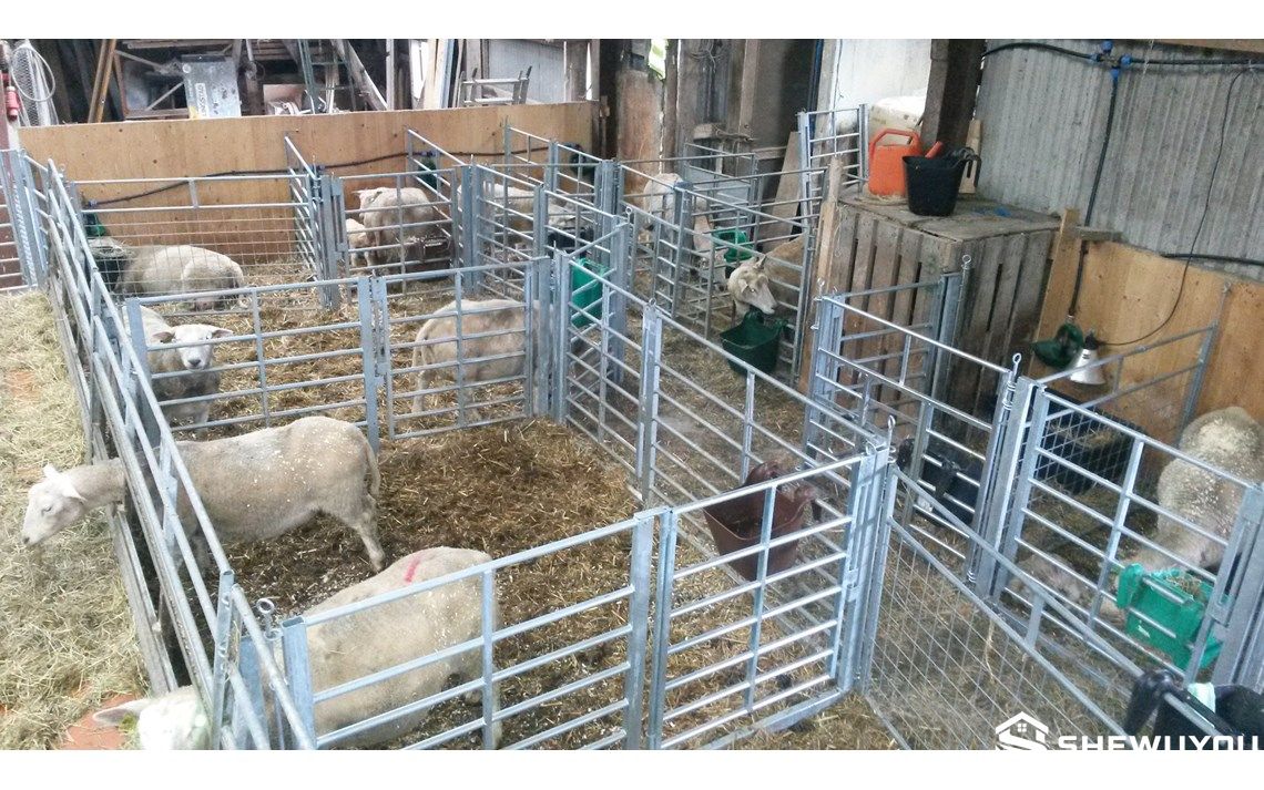 galvanized meshed sheep panels installed in livestock barn
