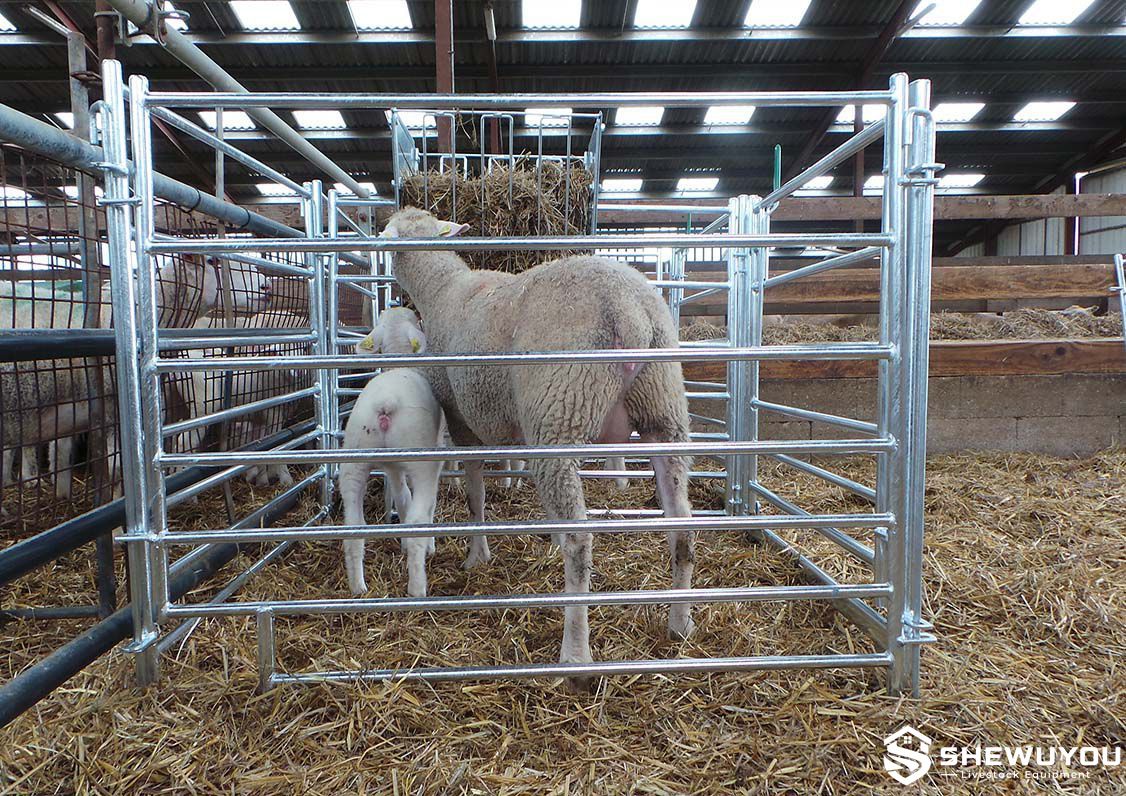 galvanized sheep pen panel used with ewe and lamb