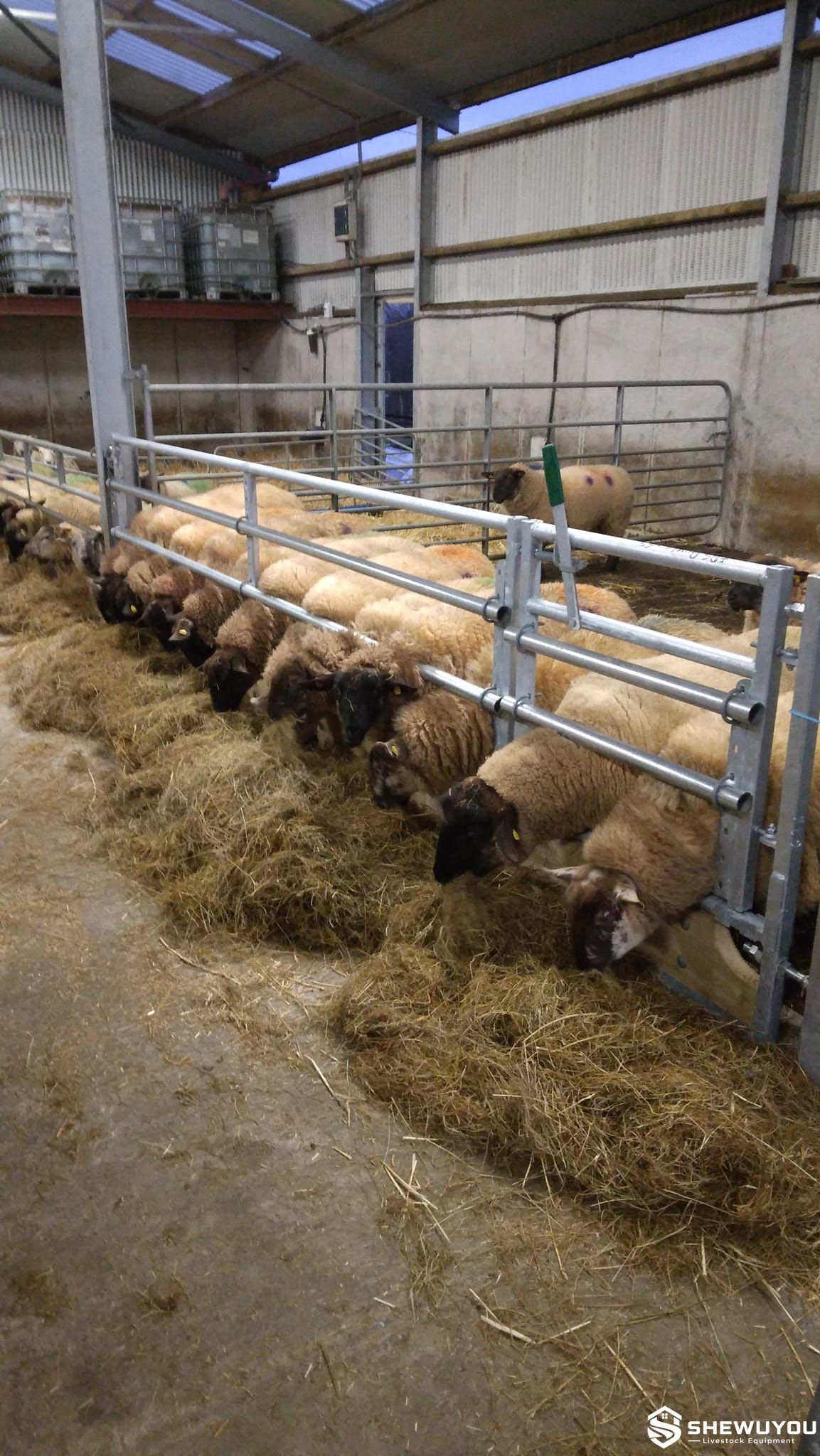 adjustable galvanized sheep feed panel in barn
