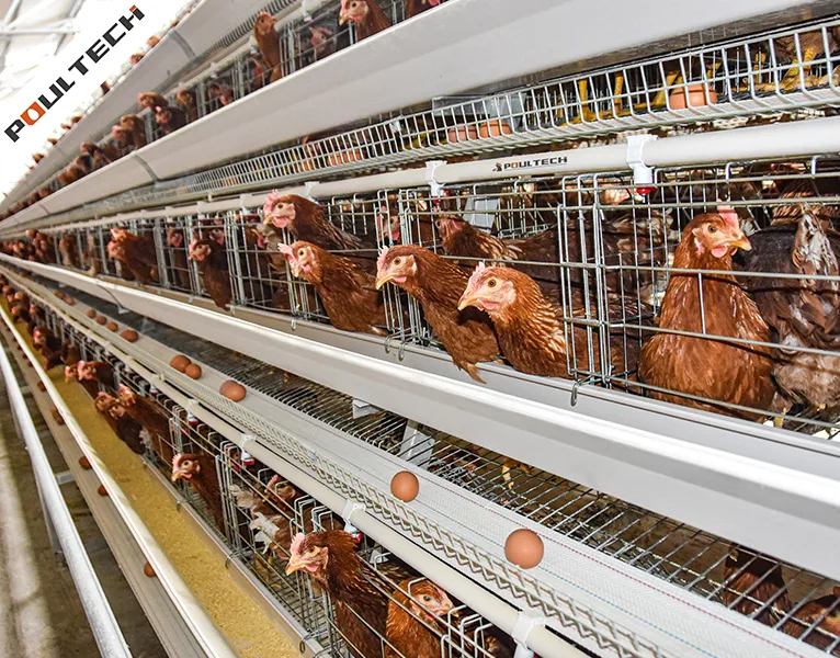 A-type layer cage system for commercial egg production