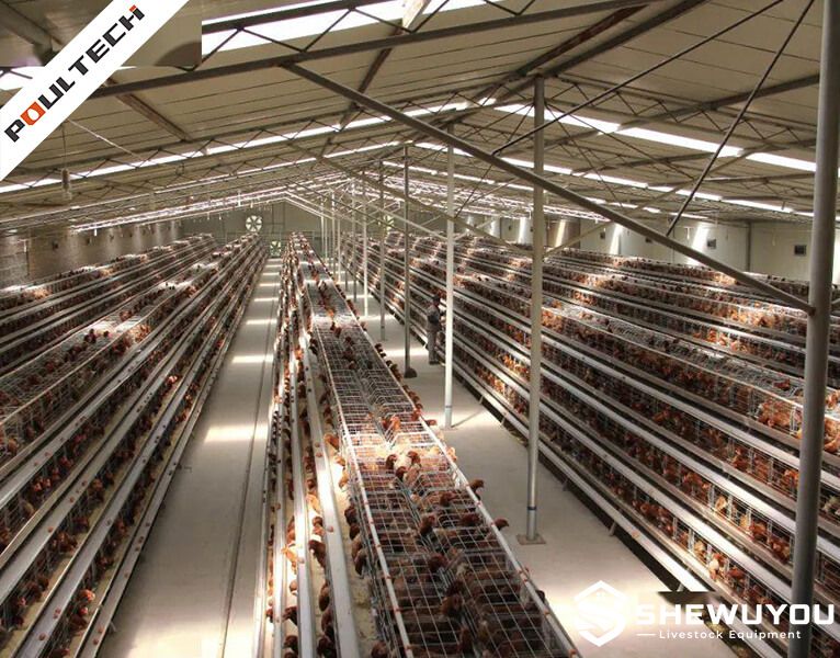 A-type layer cage system in commercial poultry house