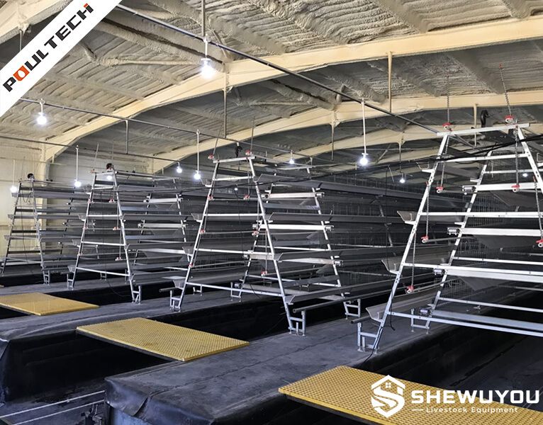 A-type layer cage structure and installation layout