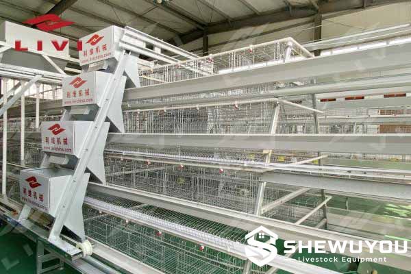 fully automatic layer cage system for commercial poultry farms