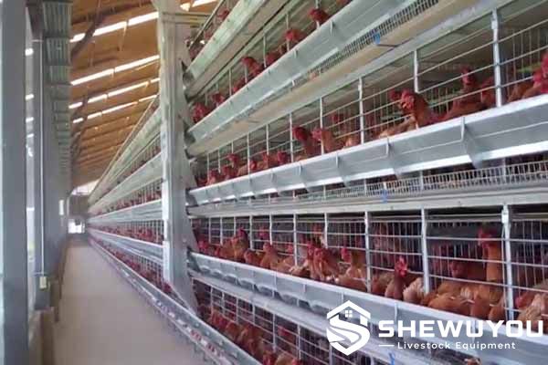 commercial H-type layer cage installation