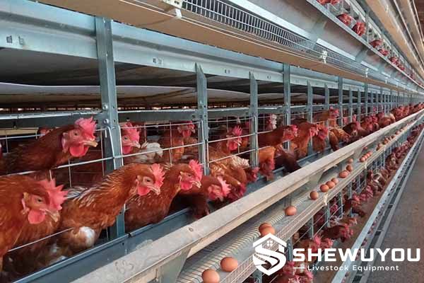 automatic layer cage system with egg collection equipment