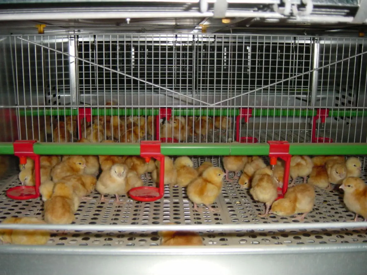 multi-tier chick rearing cage with feeding and drinking system